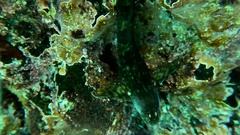 Blenniiformes
