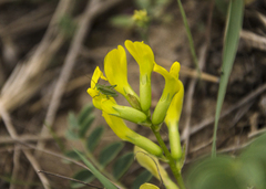 Astragalus