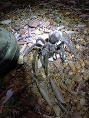 Grammostola quirogai