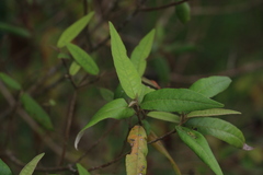 Croton stigmatosus