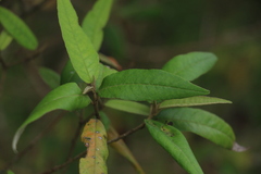 Croton stigmatosus