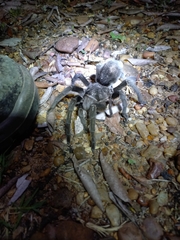 Grammostola quirogai