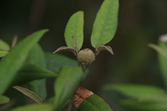 Croton stigmatosus