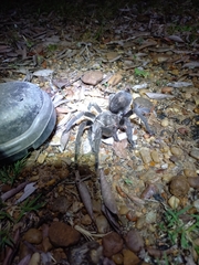 Grammostola quirogai