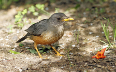 Turdus olivaceus
