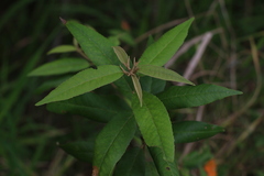 Croton stigmatosus