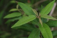 Croton stigmatosus