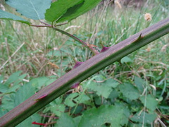 Rubus grabowskii