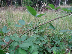 Rubus grabowskii