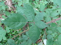 Rubus grabowskii