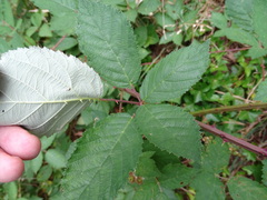 Rubus grabowskii