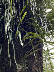 Pyrrosia longifolia