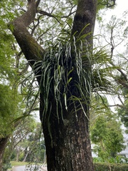 Pyrrosia longifolia