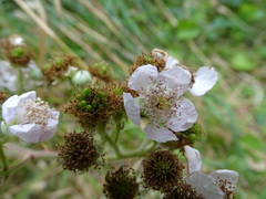 Rubus grabowskii