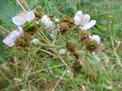 Rubus grabowskii