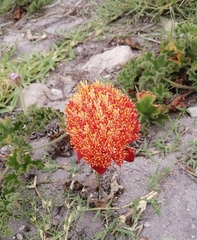Haemanthus sanguineus