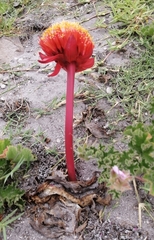 Haemanthus sanguineus