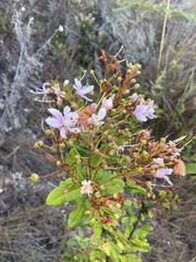Bejaria