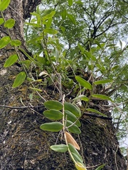 Dendrobium crumenatum