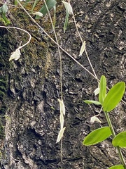 Dendrobium crumenatum