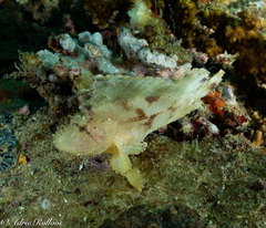 Taenianotus triacanthus