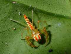Viciria pavesii
