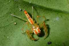 Viciria pavesii