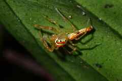 Viciria pavesii