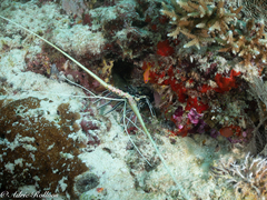 Panulirus versicolor