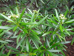 Rauvolfia semperflorens