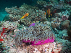 Amphiprion nigripes