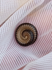 Pachyiulus flavipes