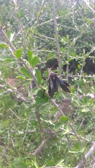 Petascelis remipes