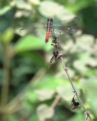 Orthemis biolleyi