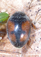 Scymninae