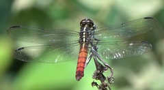 Orthemis biolleyi