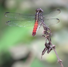 Orthemis biolleyi