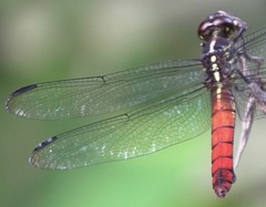 Orthemis biolleyi