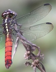 Orthemis biolleyi