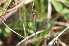 Orthetrum icteromelas
