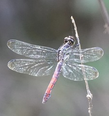 Orthemis biolleyi