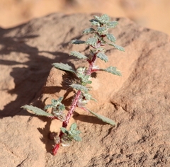 Forsskaolea tenacissima