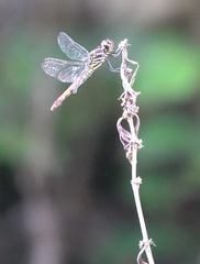 Orthemis biolleyi