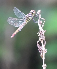 Orthemis biolleyi