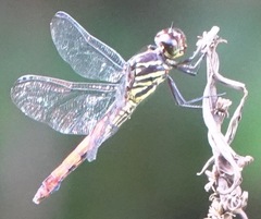 Orthemis biolleyi