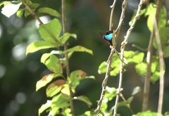 Mesoprepona pheridamas