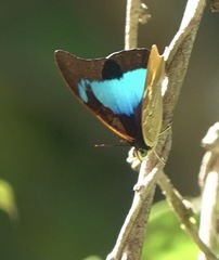 Mesoprepona pheridamas