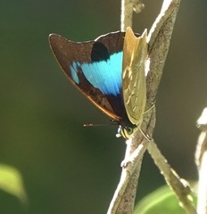 Mesoprepona pheridamas