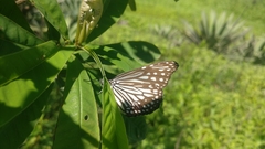 Parantica aglea