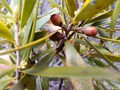 Rauvolfia semperflorens